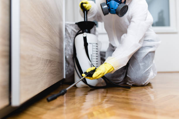 Wasp Removal Services in Oskaloosa, IA