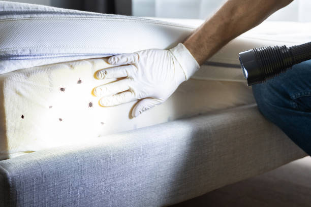 Best Termite Control Services  in Oskaloosa, IA