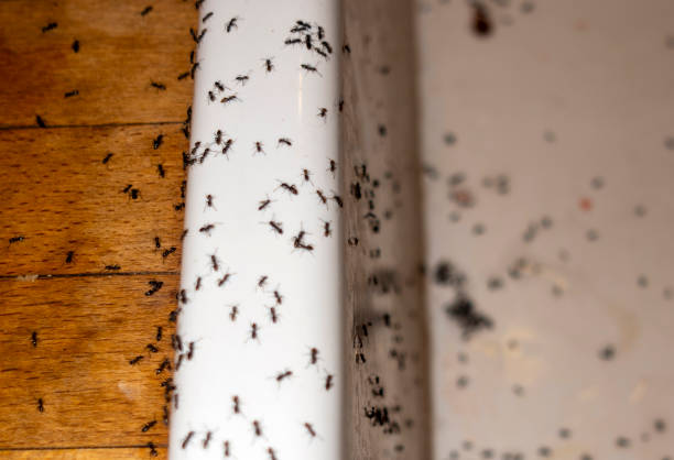 Best Pest Control Near Me  in Oskaloosa, IA