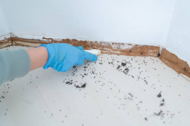 Best Affordable Pest Control Services  in Oskaloosa, IA